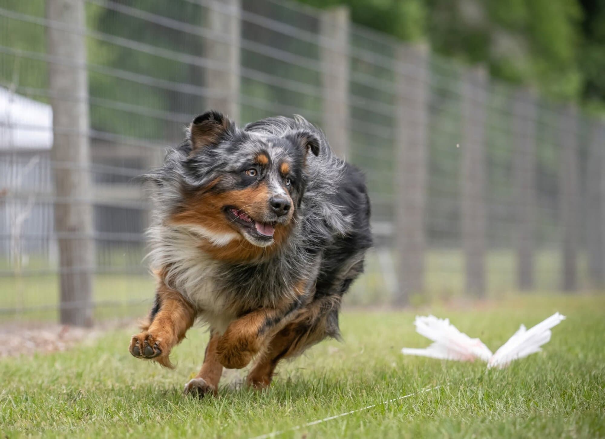 An Australian shepherd sprinting across a fenced training field toward the camera